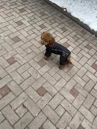 Lucky Pet Комбінезон Фокс для породи Мопс червоний M2 №1, 28 х 60 см