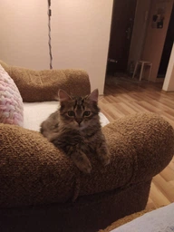 Carpathian Pet Food Kittens Для кошенят усіх порід у віці від 1 місяця до 1 року 12 кг фото от покупателей 14
