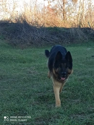 Сухий корм Josera JosiDog Senior / Light Рецептура зі скороченим вмістом енергії та клітковиною з цільного зерна 15 кг