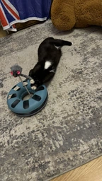 Іграшка для котів Trixie Трек ігровий з мишкою «Crazy Circle» d:24 см, h:29 см