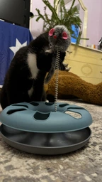 Іграшка для котів Trixie Трек ігровий з мишкою «Crazy Circle» d:24 см, h:29 см фото від покупців 1