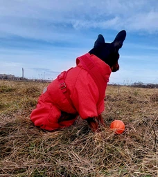 Іграшка для собак Collar Liker 5 М'ячик для цуценят і собак дрібних порід (6298)