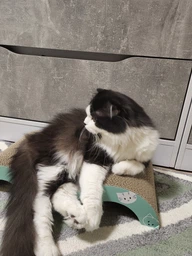 Дряпка Trixie Mimi Wave для котів, 50х9х23 см (картон) фото від покупців 1