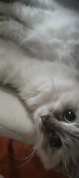 Вологий корм Royal Canin Kitten Instinctive In Jelly для кошенят віком до 12 місяців 85г фото від покупців 1