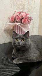 Сухий корм Purina Pro Plan Sterilised Adult 1+ Renal Plus для стерилізованих котів з індичкою 1.5 кг