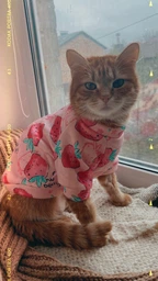 Толстовка для котов (кошек) Лаки Клубника S Розовый фото от покупателей 1