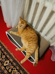 Кігтеточка-лежанка Say Meow Grace Max 67х27х35 см - бежевий фото від покупців 11