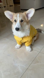 Куртка-дощовик для собак Noble Pet Moss Yellow M-Short (M4108/M-Short) фото от покупателей 4