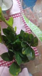 Заміокулькас (Zamioculcas, Доларове дерево), висота 30 - 40см, 12" горщик (RG145) фото від покупців 1