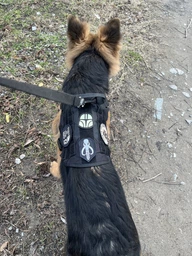Шлейка для собак Harness K9 Long, металева пряжка фастекс і система MOLLE, L (77-99 см) Оливковий (076L-GREEN) фото від покупців 5