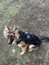 Шлейка для собак Harness K9 Long, металева пряжка фастекс і система MOLLE, L (77-99 см) Оливковий (076L-GREEN) фото від покупців 4