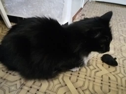 Іграшка Trixie Мишка заводна для котів, 7 см (пластик)