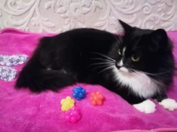 Набір іграшок Trixie М'яч "Їжачок гумовий" для кішок, d:3,3 см, 4 шт. фото від покупців 3