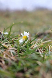 Фотоаппарат Canon EOS 2000D BK 18-55 DC III (2728C007AA)