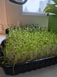 Набір для вирощування мікрозелені Panda microgreen на 7 врожаїв (ТОП 7 видів культур) фото от покупателей 1