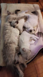 Сухой корм для котят, кормящих и беременных кошек Josera Kitten с птицей и маслом лосося, 2 кг фото от покупателей 1