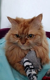 Игрушка для котов GiGwi Енот с кошачьей мятой Catch&scratch 8 см (75019Collar) фото от покупателей 4