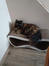 Когтеточка картонная Say Meow Grace, 67 см х 27 см х 24 см фото от покупателей 1