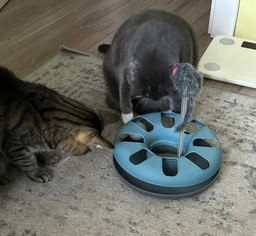 Іграшка для котів трек ігровий з мишкою Trixie Crazy Circle 24*29 см фото від покупців 17