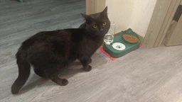 Миска для котов Taotaopets 119906 Forest Green 22*28,2*14,5 см двойная с поилкой