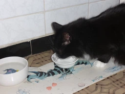 Trixie миска керамическая для котов, 300 мл фото от покупателей 2