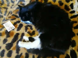 Пробіотична добавка для котів і кошенят Purina Pro Plan FortiFlora Feline Probiotic 1г фото від покупців 14
