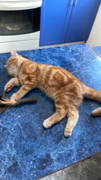 Іграшка для котів Спресована котяча м'ята з пером GiGwi Johnny stick перо котяча м'ята 8 см