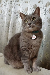 Нашийник для котів, шкіряний WAUCAT Glamour із QR-паспортом, без оздоблень, XXS, ширина 9 мм, довжина 22-30 см, рожевий (32487) фото від покупців 8