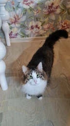 Сухий корм для кішок Purina Pro Plan Elegant Adult 1+ з лососем 1.5 кг (7613036529150) фото від покупців 2