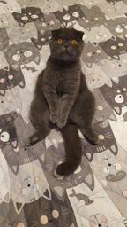 Покрывало Руно с ультразвуковой стежкой 150х212 см Полуторный Grey Cat двустороннее (Р360.52_Grey Cat)