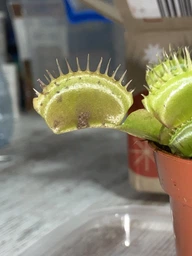 Растение хищник Венерина Мухоловка AlienPlants B52 Dionaea muscipula B52 размер L (SUN0001CP) фото от покупателей 7