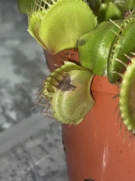Растение хищник Венерина Мухоловка AlienPlants B52 Dionaea muscipula B52 размер L (SUN0001CP) фото от покупателей 6