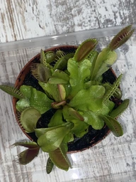 Растение хищник Венерина Мухоловка AlienPlants B52 Dionaea muscipula B52 размер L (SUN0001CP) фото от покупателей 2