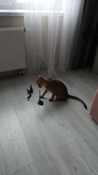 Игрушка для котов палочка дразнилка с перьями на присоске VMHouse интерактивная удочка для кошки или кота имитация птицы с пером черный (0063-0002) фото от покупателей 18