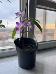 Вазон Lechuza Orchidea 20 білий матовий 13960