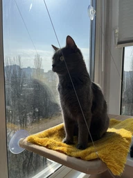 Лежанка для кошек оконный гамак с присосками на окно Sunny Seat Mounted Cat Bed до 22 кг Лёгкая Бежевая (3026) фото от покупателей 1