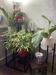 Підставка для квітів металева у стилі Лофт StepLoft Stand-flower-309