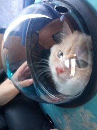 Рюкзак для переноски кошек и собак с иллюминатором CosmoPet Сакура фото от покупателей 1
