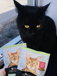 Вологий корм для стерилізованих котів Purina Pro Plan Sterilised Пуріна Проплан з яловичиною в підливці пауч 85 г 26 шт (7613036092883) фото от покупателей 7
