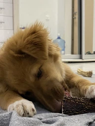 Рога оленя lucky dogs розмір M Середній фото від покупців 5