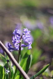 Canon RF 50mm f/1.8 STM (4515C005)