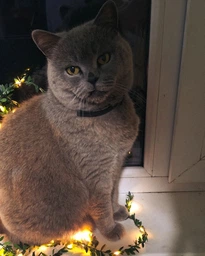 Сухой корм Farmina N&D LG Neutered Adult Cat Chicken для стерилизованных взрослых кошек низкозерновой 1,5 кг фото от покупателей 2