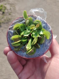 Венерина мухоловка. Дионея Floret