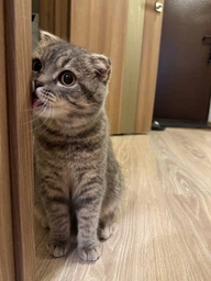 Корм для кошенят Brit Premium by Nature Cat Kitten Chicken 8 кг, з куркою фото від покупців 3