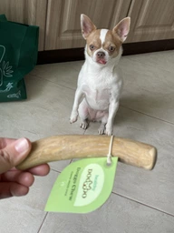 Палиця з кавового дерева для собак HealthyDoggo Coffee Stick розмір XS (до 3кг)