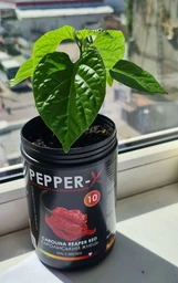 Набір для вирощування гострого перцю Pepper-X Carolina Reaper Red (Каролінський Жнець) фото от покупателей 3