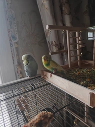 Копошилка для папуг (суха годівничка) Zelena Zoo Зелена зоо фото від покупців 3