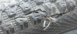 Покрышка для велосипеда 20x1.95 Deli Tire SA-282 фото от покупателей 2