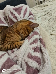 Сухой беззерновой корм Brit Care Cat Grain-Free Adult INDOOR Anti-Sress Fresh Chicken для взрослых домашних котов с курицей 2 кг фото от покупателей 1