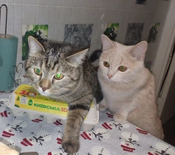 Сухой корм для кошек Purina One Steril Cat Salmon & Wheat 200 г (7613034765239) фото от покупателей 18
